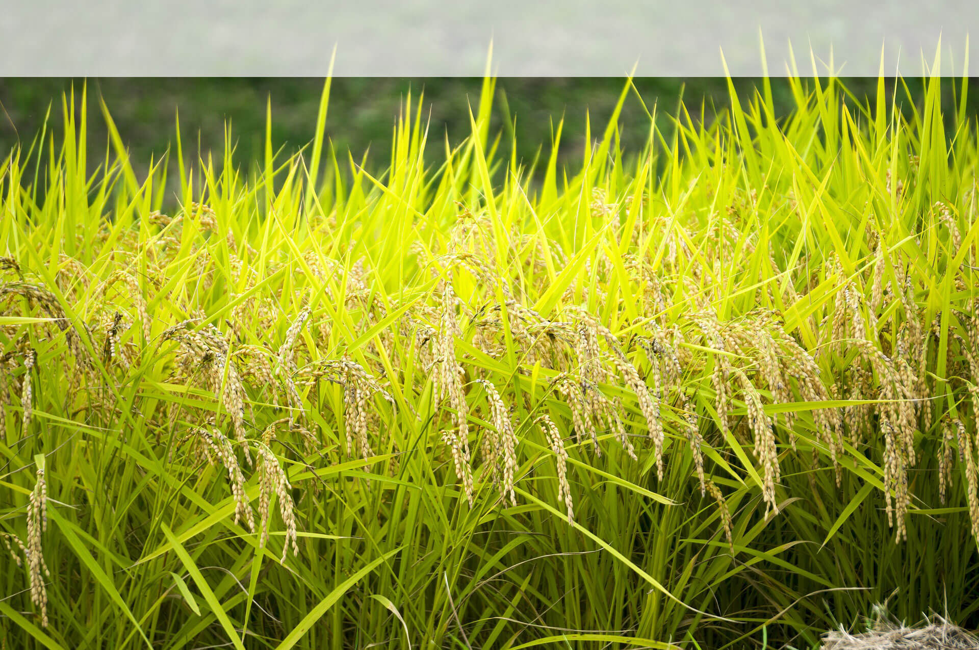 黒米の自然栽培　水田