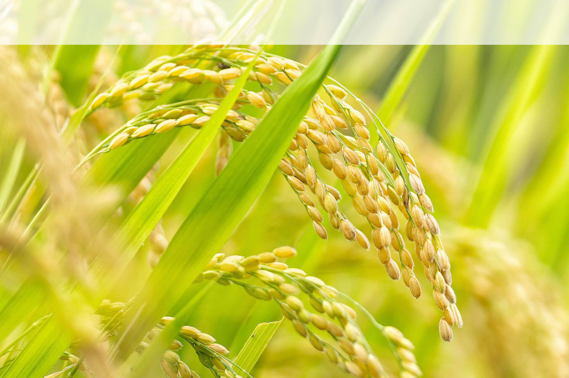 黒米の自然栽培　こうべを垂れた穂先